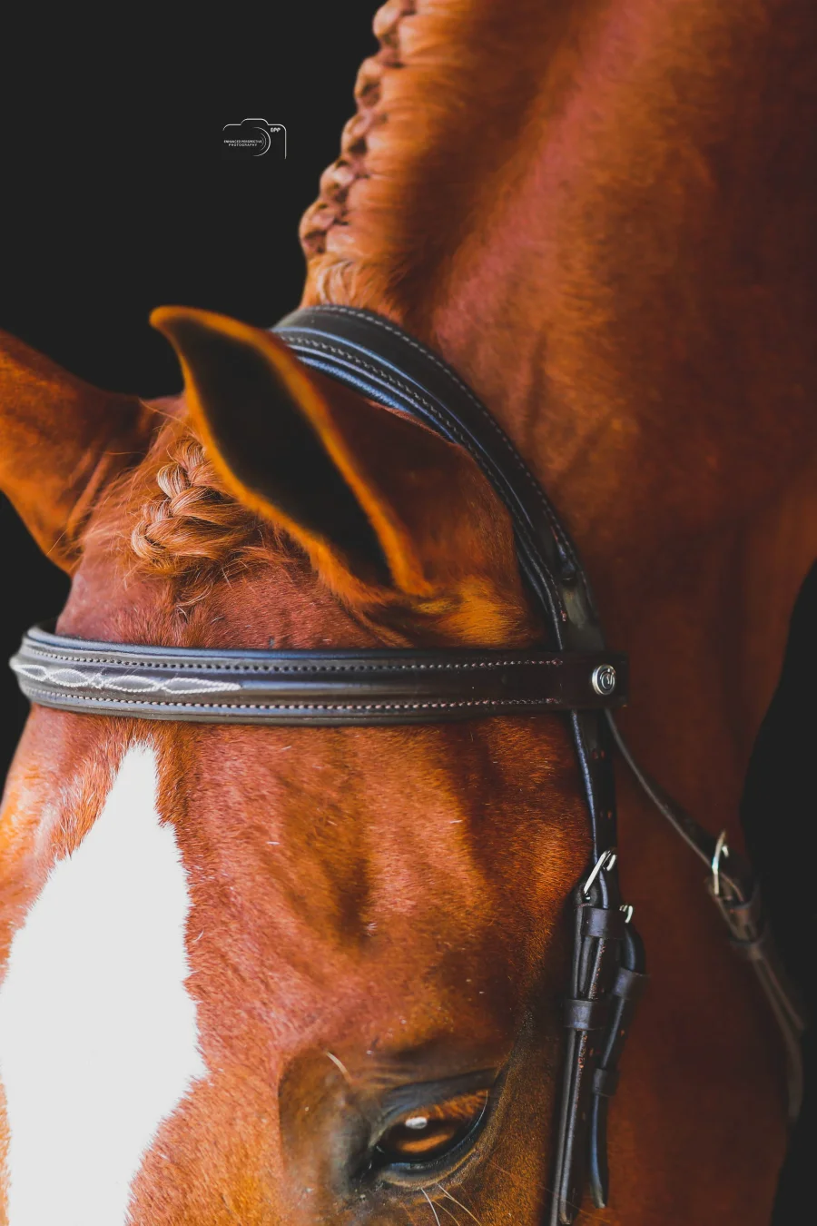Magne Show Bridle