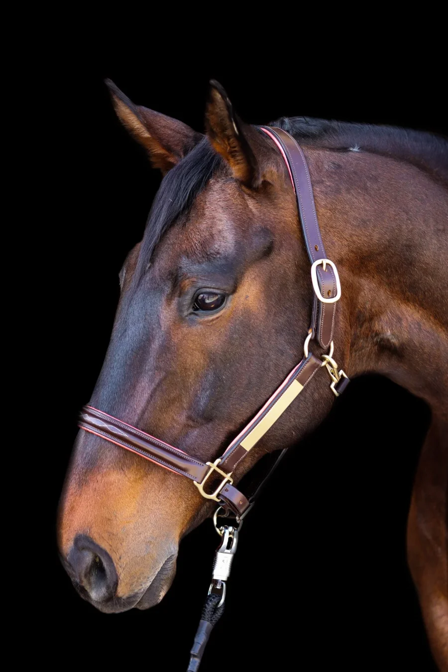 Aina Leather Halter with Nameplate and Rose Gold Accents