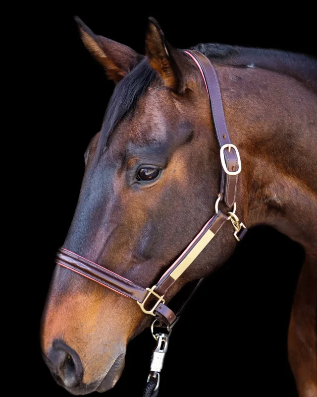 Aina Leather Halter with Nameplate and Rose Gold Accents