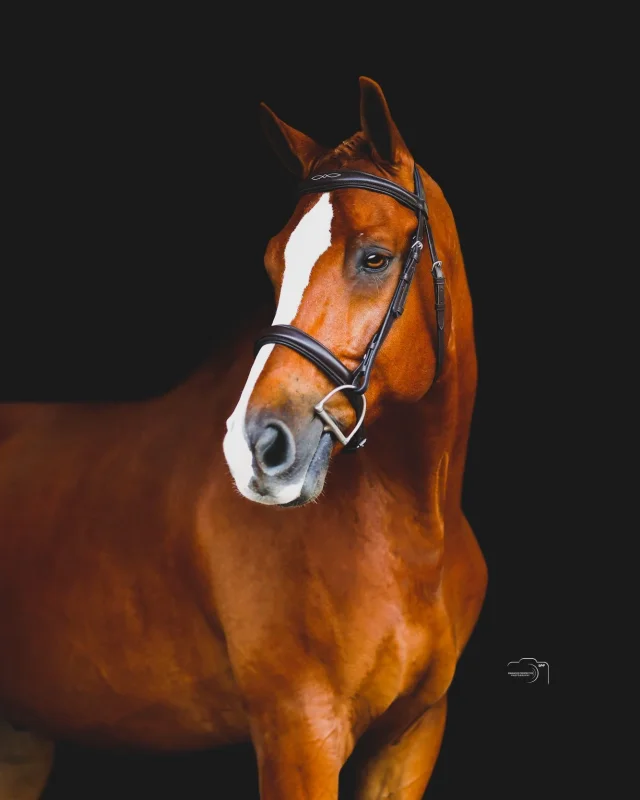 Egil Hunter Bridle