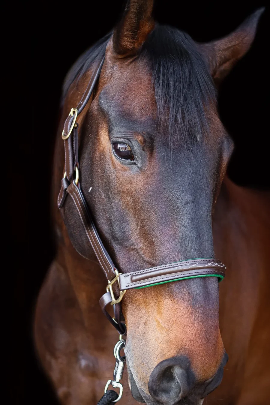 Juniper Leather Halter