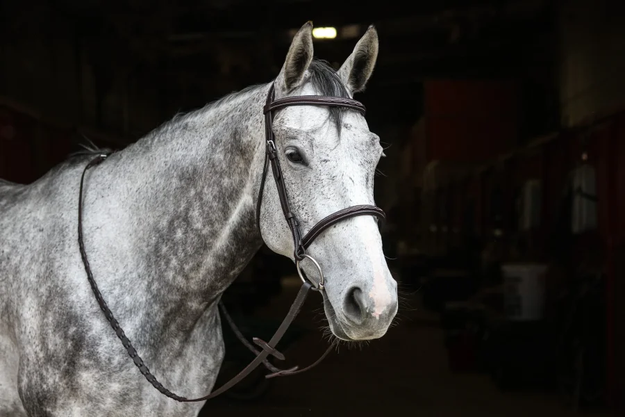 Freya Classic Hunter Bridle