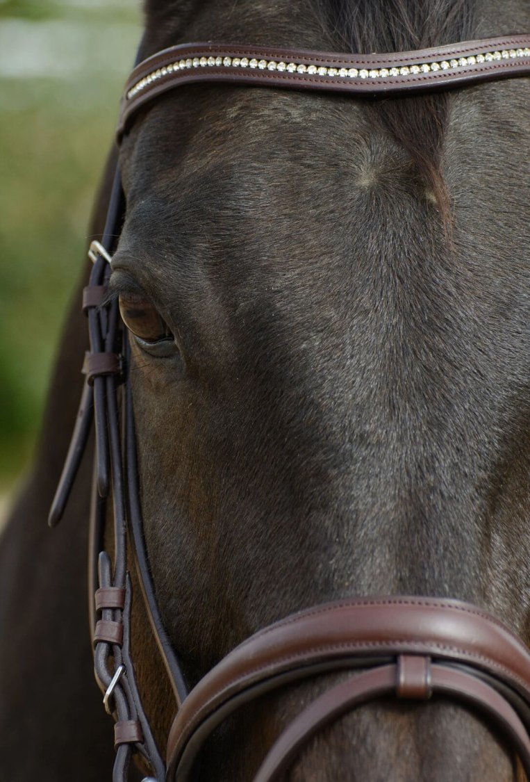 A dark bay horse in an HB Tack bridle with a crystal browband