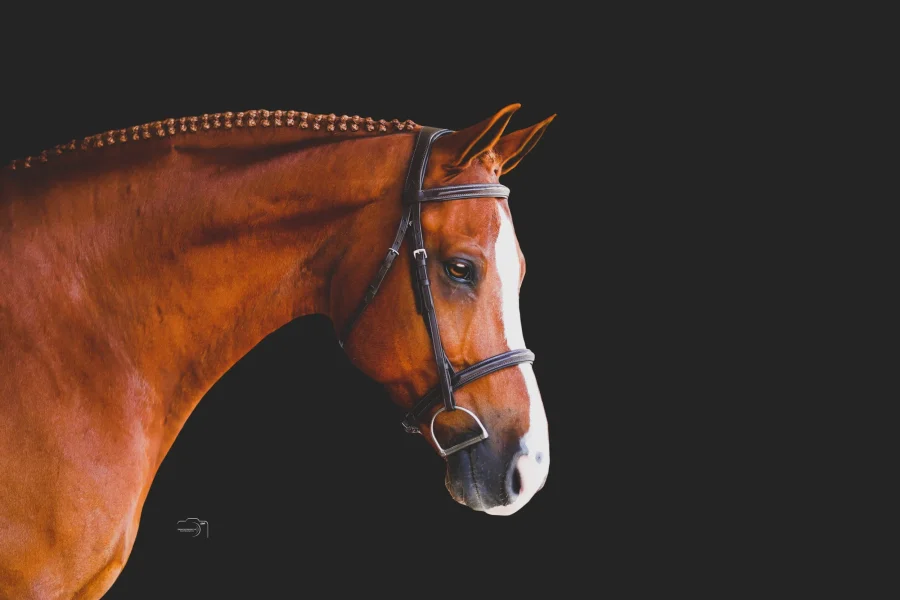 Jarl Hunter Bridle