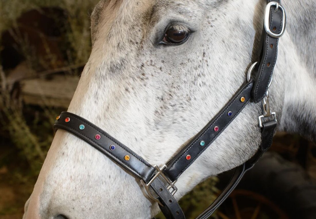 A grey horse in an HB Tack leather halter with coloured crystals