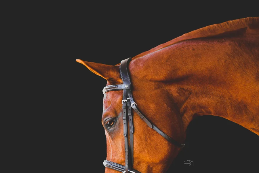 Jarl Hunter Bridle