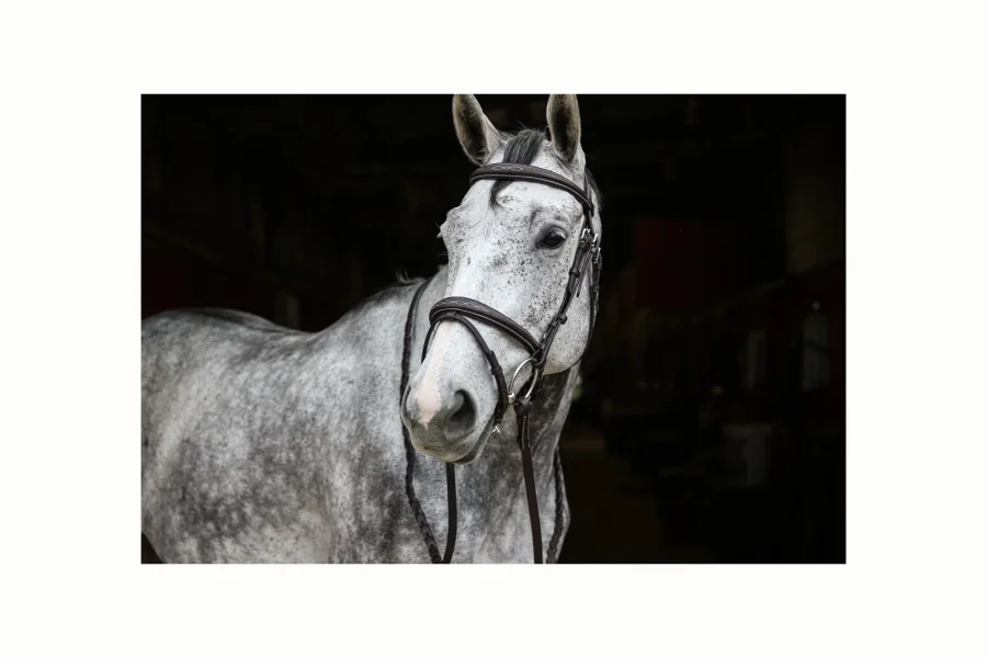 Odin Snaffle Bridle