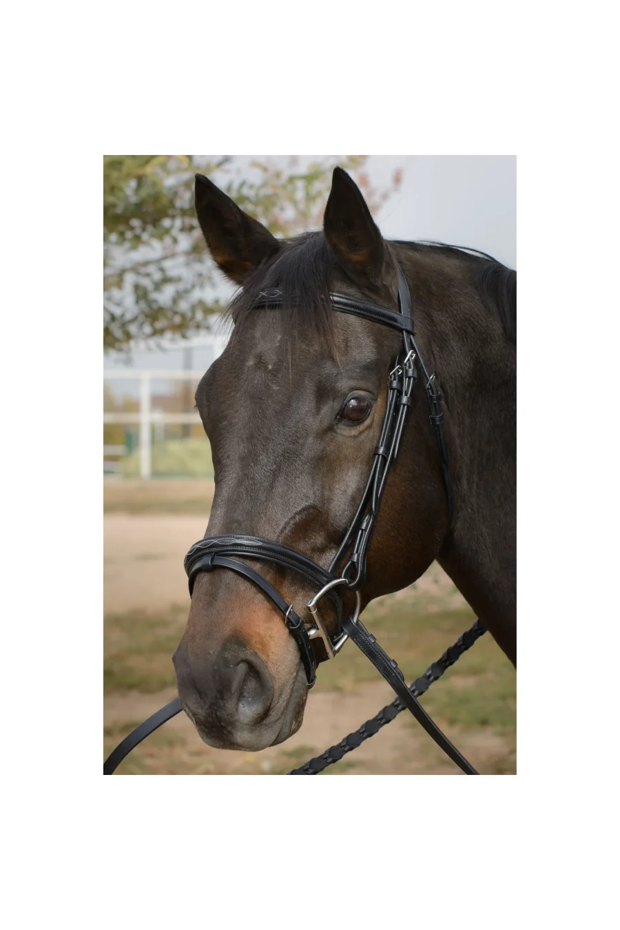 Sten Snaffle Bridle with Flash