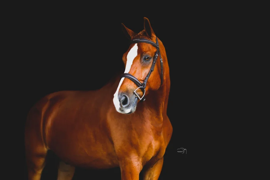 Egil Hunter Bridle